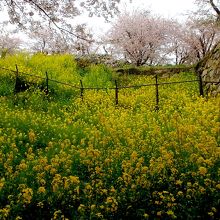 菜の花と桜と石垣