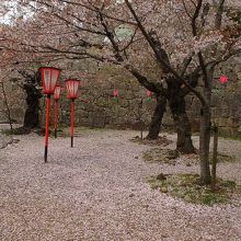 花びらの絨毯。上を歩くのが勿体ないくらい