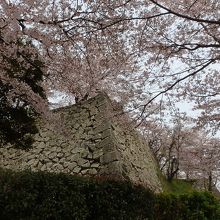石垣を背景に桜を鑑賞