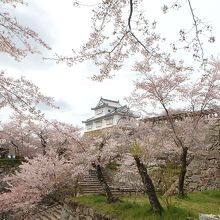 南東側の石段を登る。桜に包まれた備中櫓。