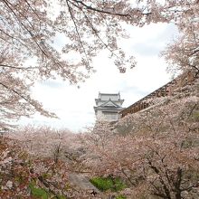 桜に包まれた備中櫓