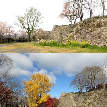 紅葉シーズンとの対比