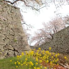 裏門に向かう途中。菜の花と桜