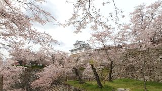 岡山県内随一の桜の名所。秋のもみじ祭りとセットでオススメ