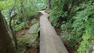 五色の沼を見ながら緑の中を散策