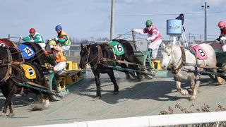 日本で唯一、馬がソリを曳いて競争するばんえい競馬