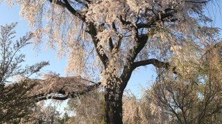 素晴らしい桜の景色