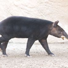 ロサンゼルス動物園＆植物園