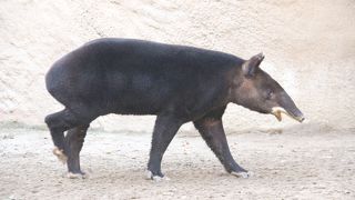 ロサンゼルス動物園＆植物園