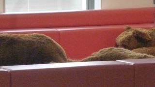 シュタイフを見るだけなら