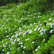 紫陽花の大群落は見事！