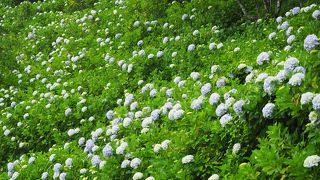 紫陽花の大群落は見事！