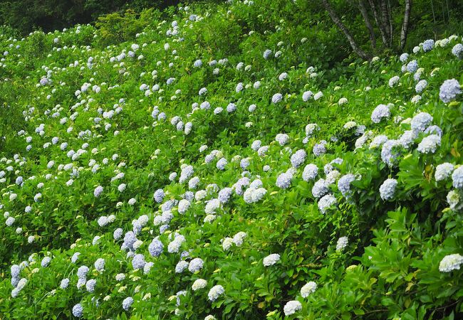 紫陽花の大群落は見事！