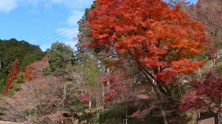 今年の紅葉は少し色づきがよくなかった
