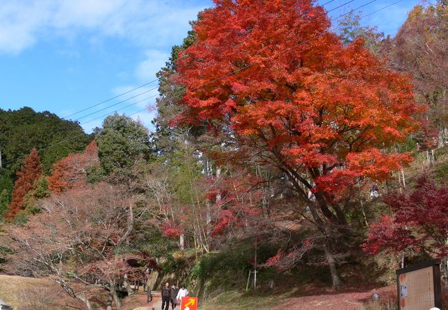 今年の紅葉は少し色づきがよくなかった