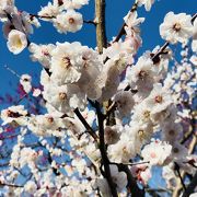 花見の穴場