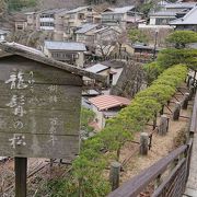 樹齢二百年の綺麗な松!!