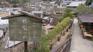 樹齢二百年の綺麗な松!!
