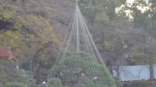 雪吊りの作業をする職人さんの姿も