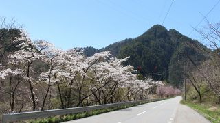 湖畔の桜並木がきれいでした