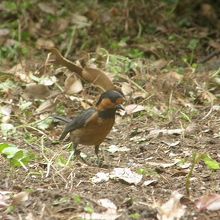 オーストンヤマガラ