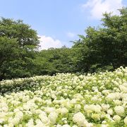 あじさい目当てにリベンジ訪問、すばらしい景色でした