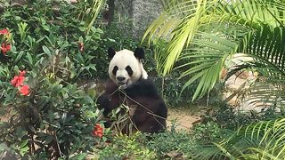 パンダに会いに行きました！