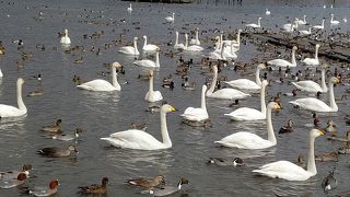 白鳥よりカモが多い