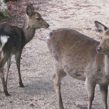 鹿さんは一杯いますので、仲良くしてあげて下さいね。