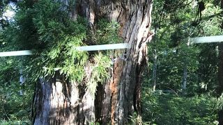 樹齢は千年近く