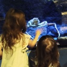 大きなカニにびっくり