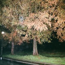 雨の中の高島メタセコイア並木道。
