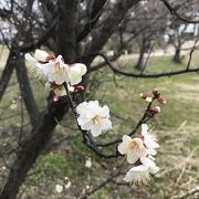 四季折々の花が咲いています