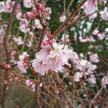 1月なのに十月桜が満開