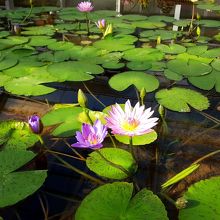 温泉の熱で温めている温室があって、睡蓮がたくさん咲いている