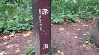 赤くはありませんでした