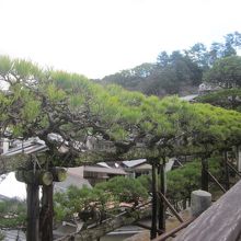 近くで見るとこんな感じ。