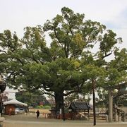 樹齢800年の大きな楠の枝ぶりが立派