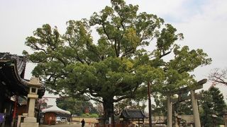 樹齢800年の大きな楠の枝ぶりが立派