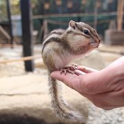リスの森 クチコミ アクセス 営業時間 飛騨高山 古川 フォートラベル リスの森 クチコミ アクセス 営業時間 飛騨高山 古川 フォートラベル