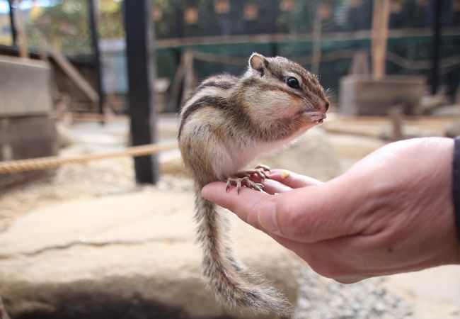 リスの森 クチコミ アクセス 営業時間 飛騨高山 古川 フォートラベル