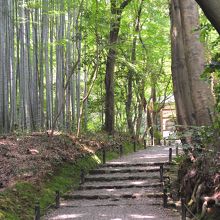 園内は青もみじと竹林の共演だった