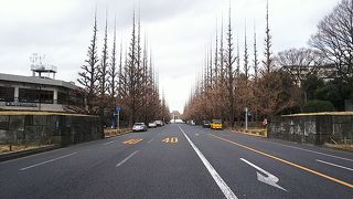 いちょう並木も冬模様！