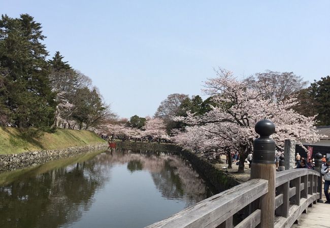 彦根城桜まつり クチコミ アクセス 営業時間 彦根 フォートラベル