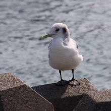 ミツユビカモメ