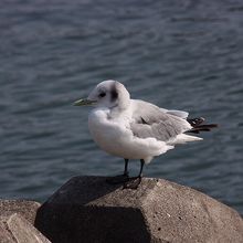 ミツユビカモメ