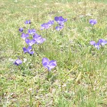 スミレに似ている草花