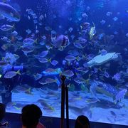 こじんまりとした都会の水族館