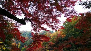 2019年は色づきはゆっくり？