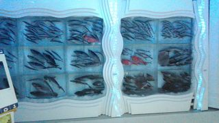 マイナス40度の水族館